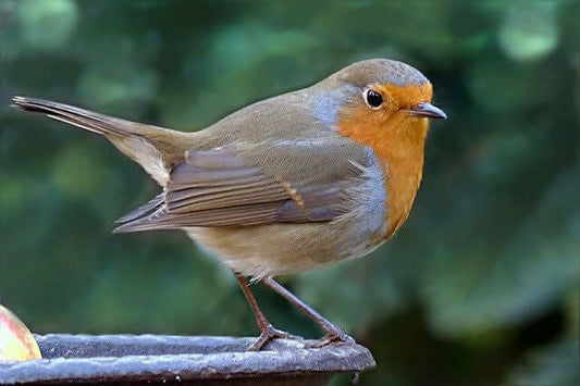 Robin Bird: Identification, Behavior, and Feeding Tips