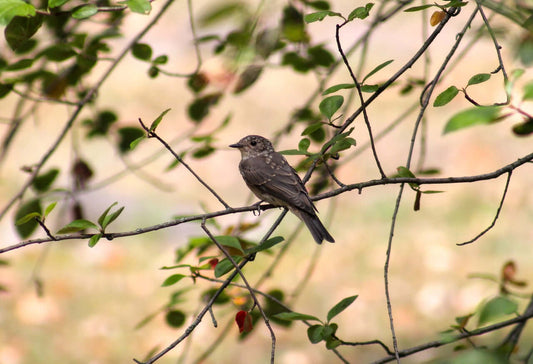 Dangers to farmland birds - Haith's