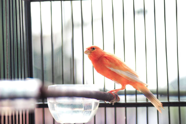 Crimson Crescendo: The Radiant Shade of a Canaries Feathers