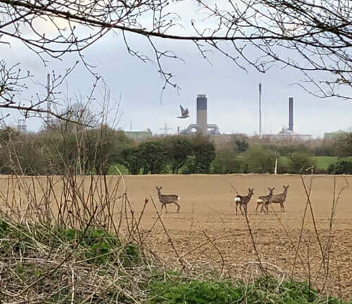 Armchair Naturalist - Wildlife during lockdown