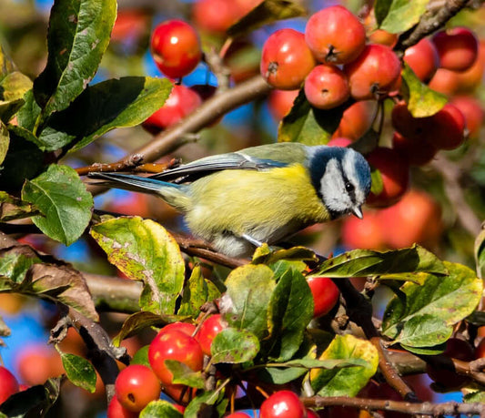 Find out who's been eating your bird food