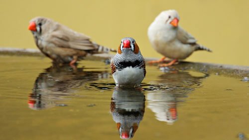 Different birds, different tastes - Part 1 Domesticated Foreign Finches and Zebra Finches - Haith's