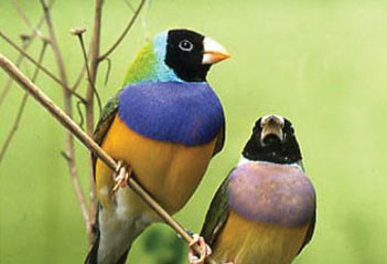 Different birds, different tastes - Part 2 Bengalese Finches and Gouldian Finches