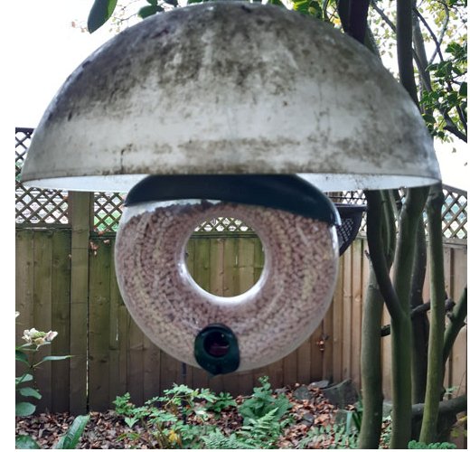 DIY Bird Enthusiast: How to Protect Your Birds from Bullies - Haith's