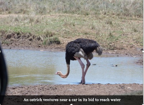 Drought, Dams, and Drinking Water: Ensuring Birds Stay Hydrated - Haith's