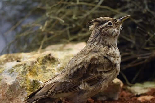 Skylark Bird: Identification, Song, and Feeding Tips