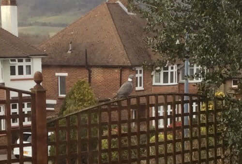 Blackbirds sitting around in gardens waiting for Haith's Bird Foods