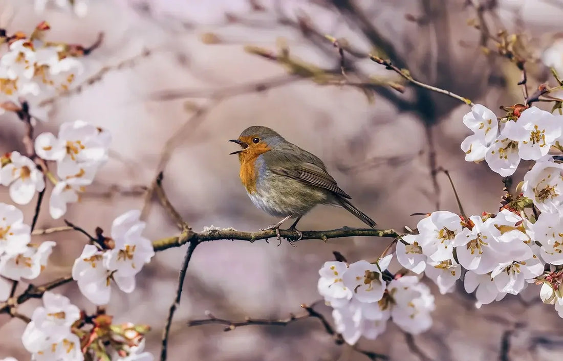 Robin sat on a bench on a blossom tree