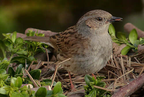 Are all bird foods created equal?