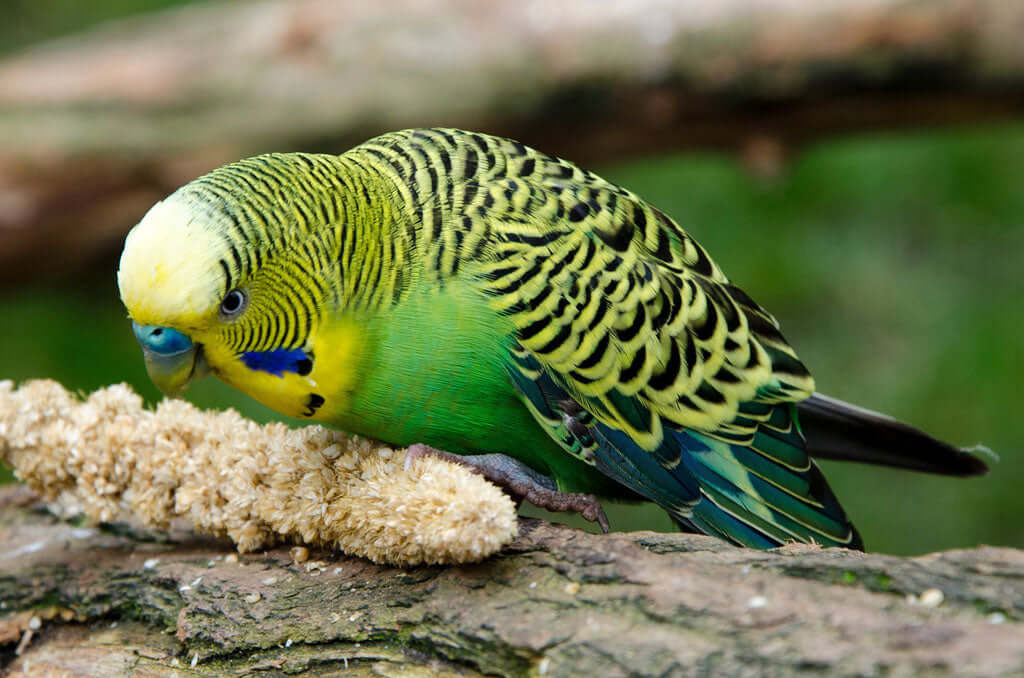 Feeding budgies for the shows