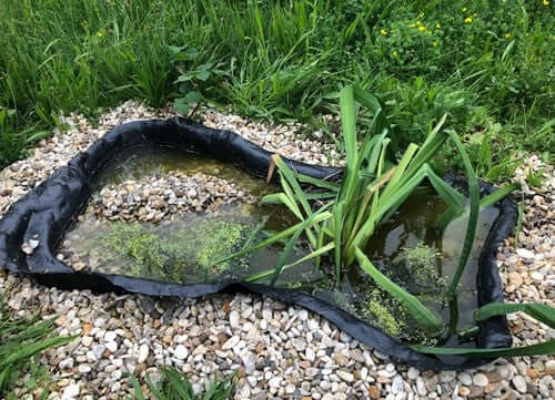 Image of a small pond with tall plants in the margin