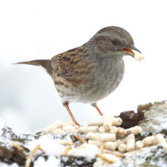 Which species of birds' behavior do you find most fascinating?