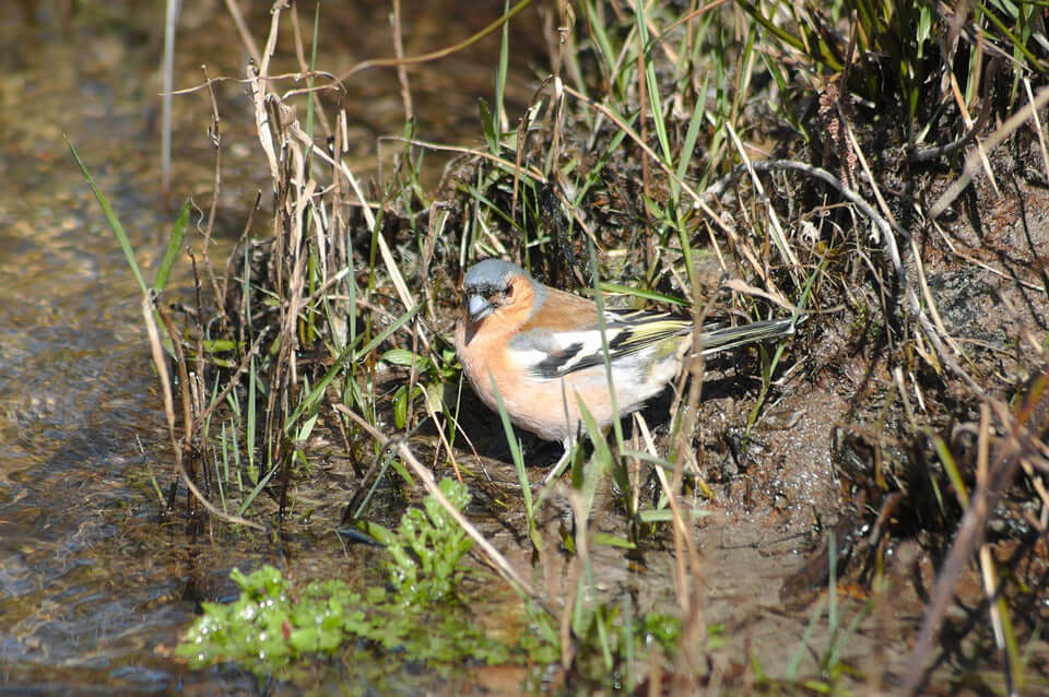 Wildlife in the garden in Autumn