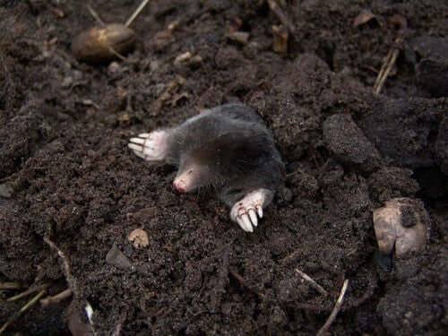 Facts About Moles - Haith's