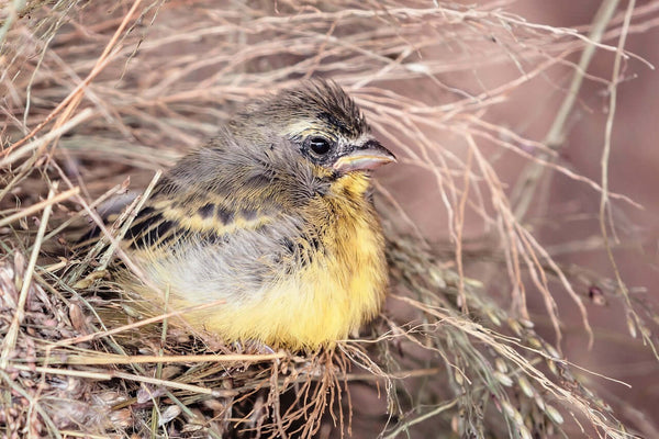 A Beginner's Guide to Rearing Young Canaries with Care