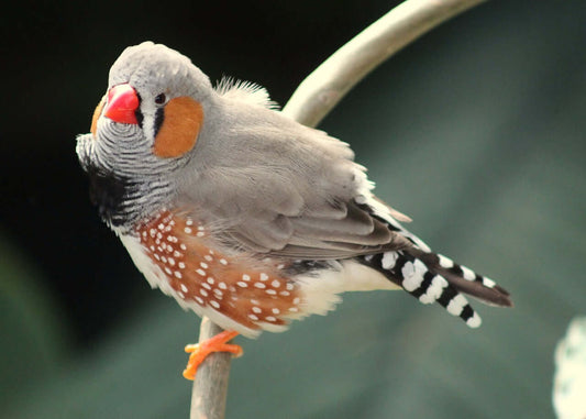 Feathers and Chirps: Keeping Zebra Finches as Delightful Companions - Haith's