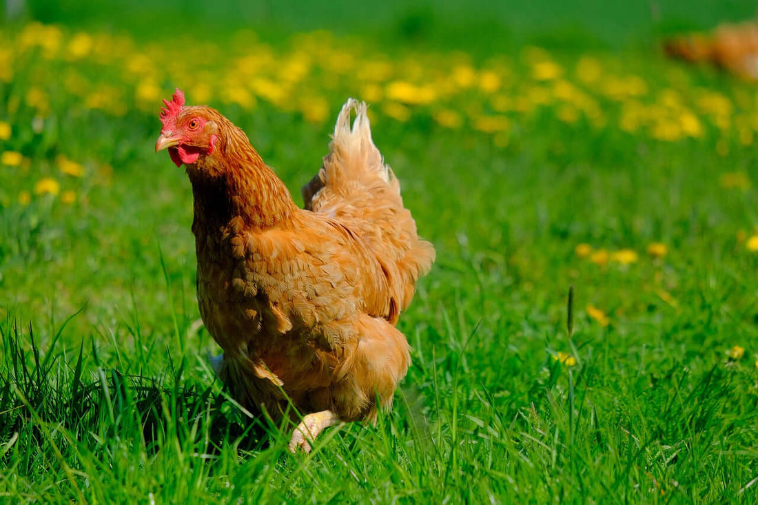 Feathers & Friendship: An Insight into Domestic Chickens - Haith's