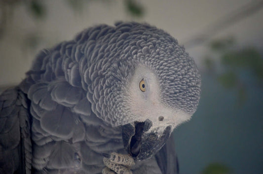 Feathers of Wisdom: The African Grey Parrot - Haith's