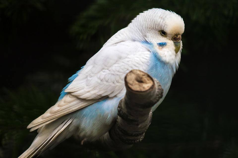 Feeding Budgerigars - Haith's