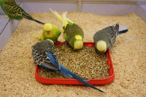 Feeding Budgies on there cage floor eating out of a dish