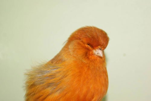 Feeding Canaries and British Finches Before, During, and After the Moult - Haith's