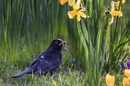 Feeding Garden Birds in March: A Guide to Nature and Wellbeing - Haith's