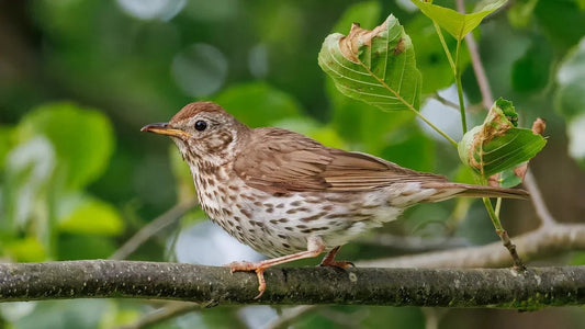 Feeding Garden Birds in September: Supporting Wildlife as the Seasons Change - Haith's UK