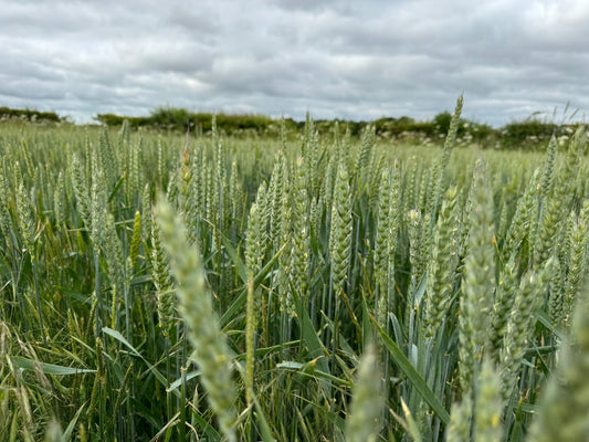 From Field to Feeder: How a Local Lincolnshire Farm Grows Our Bird Food Grains - Haith's UK