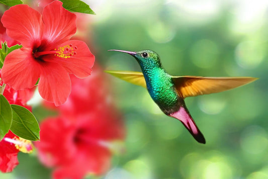 Red Flower been visited by a humming bird