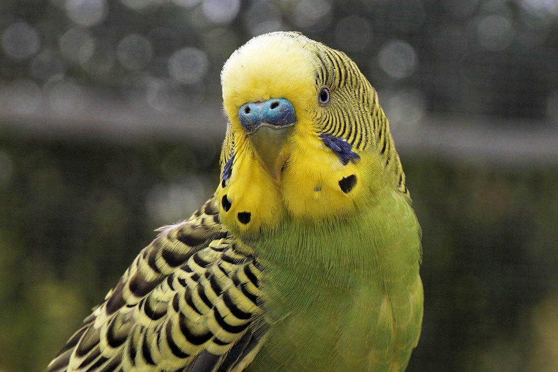 Get better Budgies with Haiths breeding calendar - Haith's