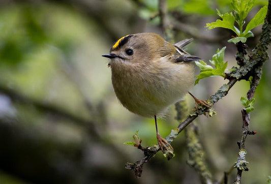 Goldcrest: Identification, Habitat, and Feeding Guide - Haith's