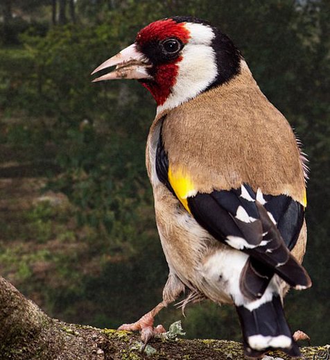 Goldfinch: Identification, Behaviour, and Feeding Tips - Haith's