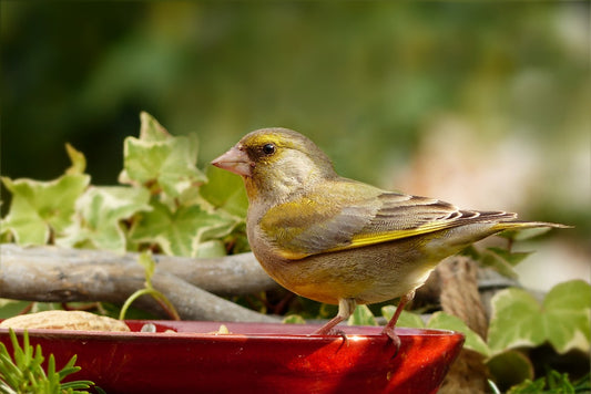 Image of a greenfinch eating from a bowl