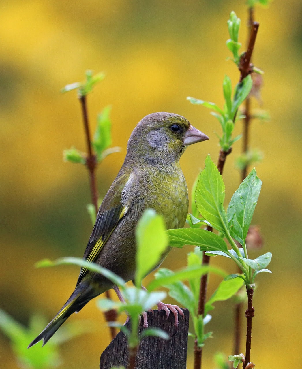 Image of a greenfinch on a branch