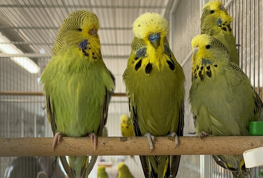 Haith’s Team Visits Chris Snell's Aviary: Champion Budgie Breeder