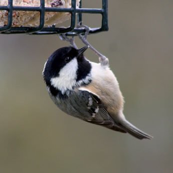 Hanging Bird Feeders - Haith's