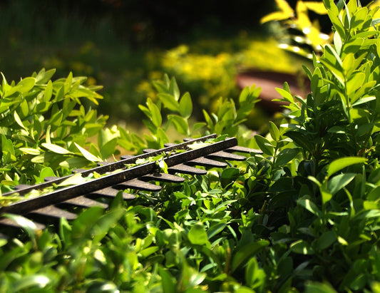 green hedge being cut by electric hedgecutter