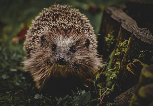 Photo of hedgehog at dusk in undergrowth