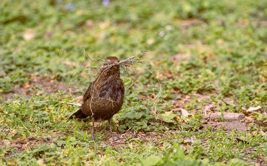 How Do Birds Make a Nest? Understanding Nesting Behaviours - Haith's