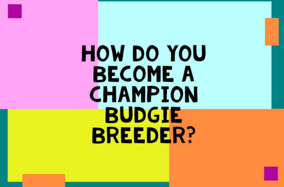 How do you become a champion budgie breeder? - Haith's