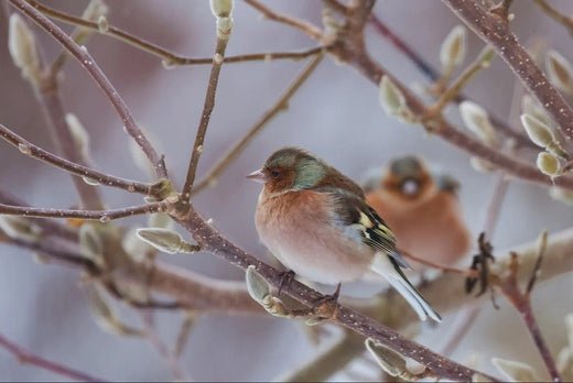 How Haith’s Can Help Garden Birds Fight the Cold - Haith's