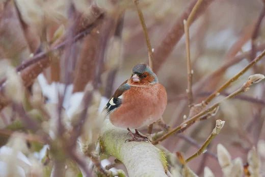 How to Attract a Variety of Birds to Your Garden This Winter - Haith's