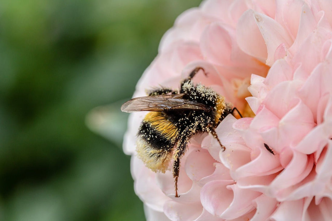 Is This the Bees' Needs? Understanding What Bees Really Need - Haith's