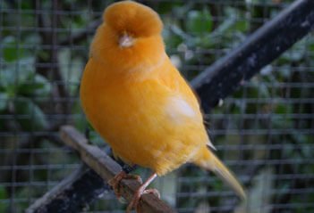 singing canary in a avairy