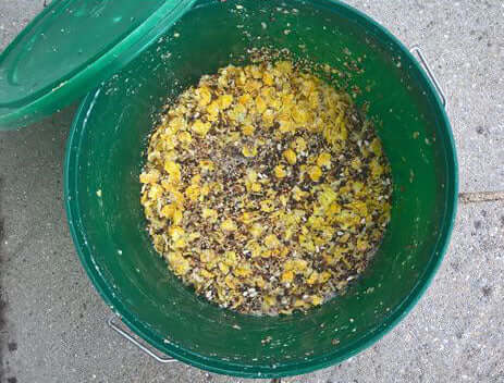 Ground bait in a green dish ready to use