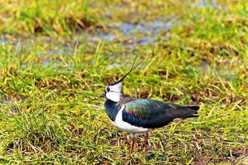 Lapwing: Identification, Behaviour, and Feeding Tips - Haith's