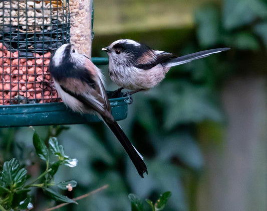 Image of a pair of Long Tailed Tits on a feeder eating peanuts and sunflower hearts