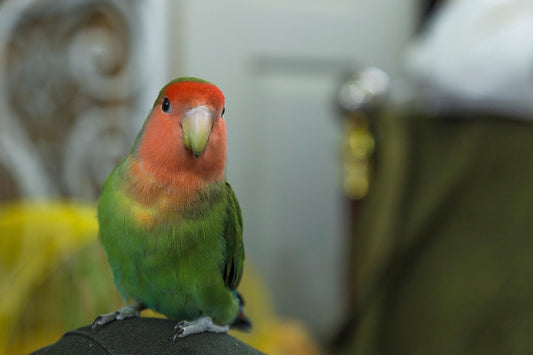 lovebird 