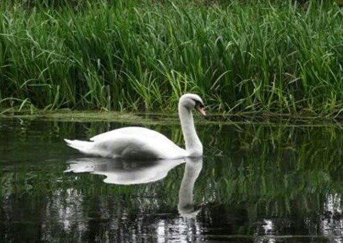 Majestic Mute Swan: Characteristics, Habitat, and Behaviour - Haith's