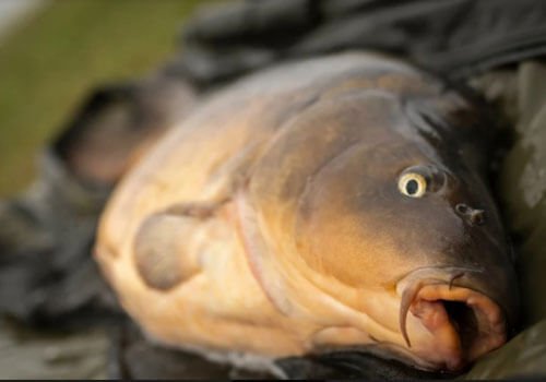 Carp caught with Robin Gold.